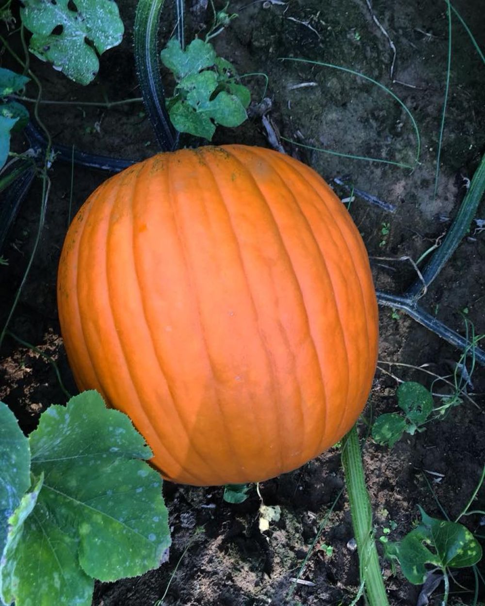 marlows-pumpkin-patch-mt-vernon-il-pumpkin