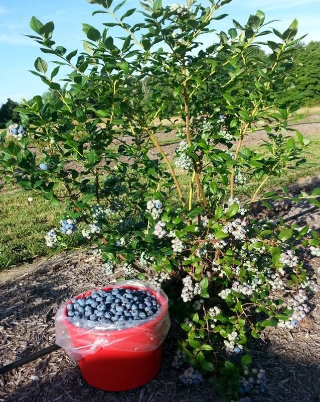 Day-in-the-sun-mt-vernon-illinois-blueberry-farm