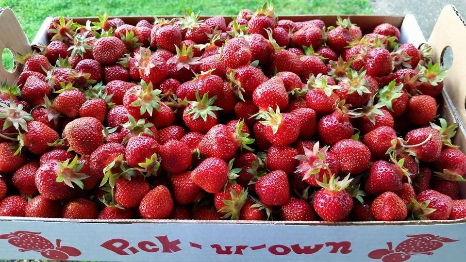 Day-in-the-sun-mt-vernon-illinois-strawberries